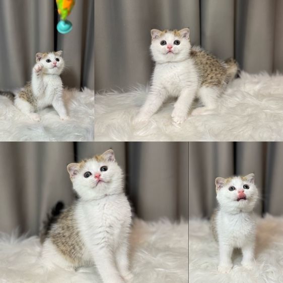 แมวสก็อตติช บริติช  รูปที่ 4