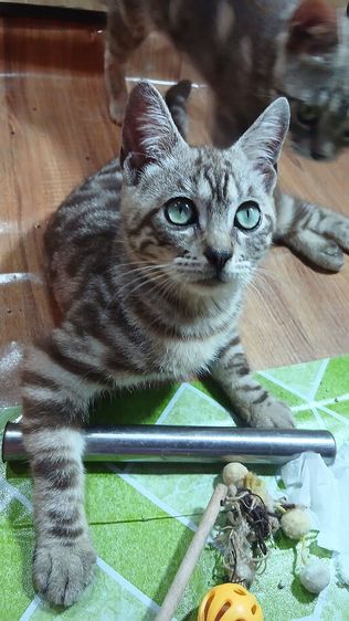 แมวเบงกอล สีซิลเวอร์ ตาสีเขียว เพศผู้ ขี้อ้อนติดคน ยังไม่วัคซีนก่อนย้ายตรวจหัดแมวฟรีรับประกันเอดส์แมวกับรูคีเมียคะ