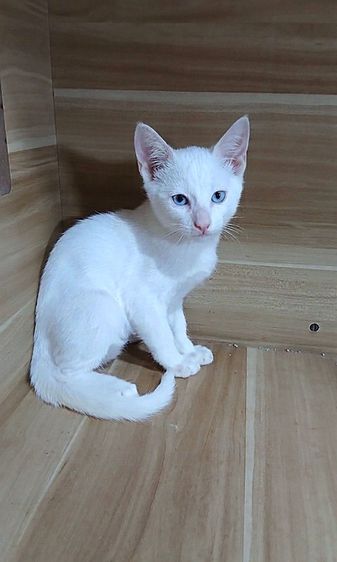 ขาวมณี (Khao Manee) แมวขาวมณีตาสีฟ้า ขี้อ้อน เพศผู้ วัคซีนแล้ว1เข็มก่อนย้ายตรวจหัดแมวฟรีรับประกันเอดส์แมวกับรูคีเมียคะ