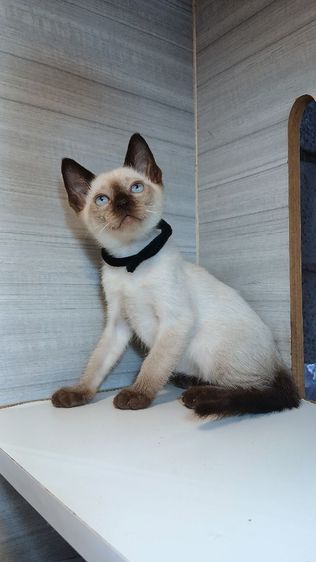 วิเชียรมาศ (Siamese Cat) แมววิเชียรมาศ เพศผู้ วัคซีนแล้วก่อนย้ายตรวจหัดแมวฟรีรับประกันเอดส์แมวกับรูคีเมียคะ