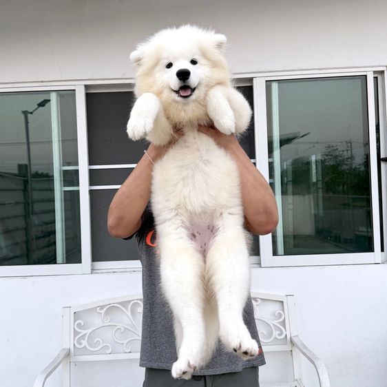 ซามอยด์ (Samoyed) กลาง ซามอยด์ เพศ ญ 5เดือน