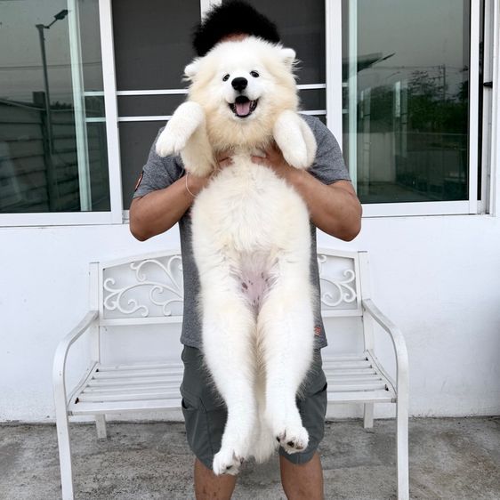 ซามอยด์ เพศ ญ 5เดือน รูปที่ 2