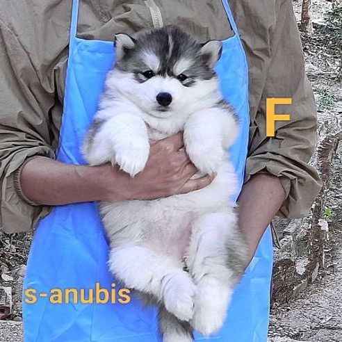 ไซบีเรียน ฮัสกี้ (Siberian Husky) ลูกสุนัขไซบีเรียนฮัสกี้ วูลลี่โค้ท