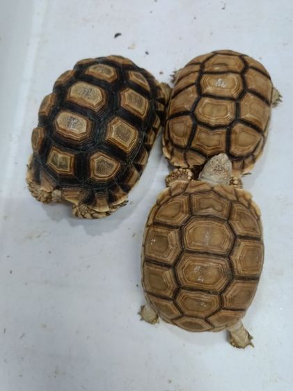 ลูกเต่าซูลคาต้า3.5-10นิ้ว