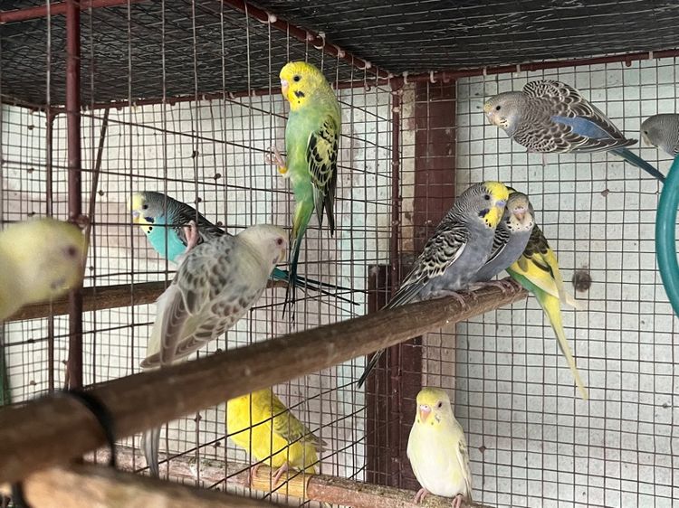 หงส์หยกตาแดงตาดำ รูปที่ 6