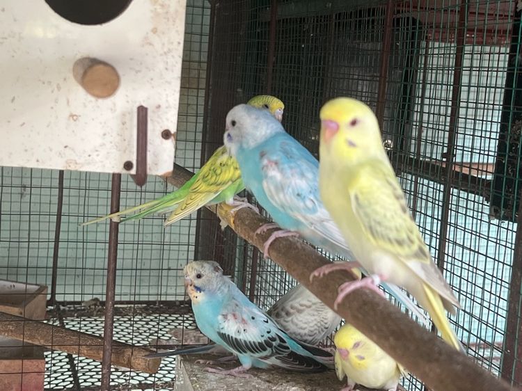 หงส์หยกตาแดงตาดำ รูปที่ 3