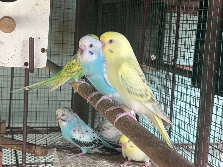 หงส์หยกตาแดงตาดำ รูปที่ 4