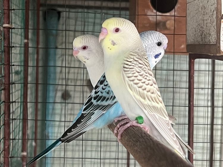 หงส์หยกตาแดงตาดำ