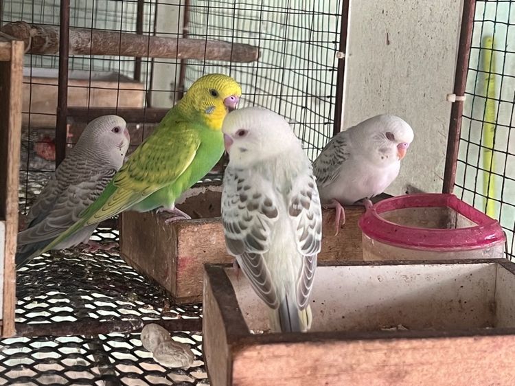 หงส์หยกตาแดงตาดำ รูปที่ 2