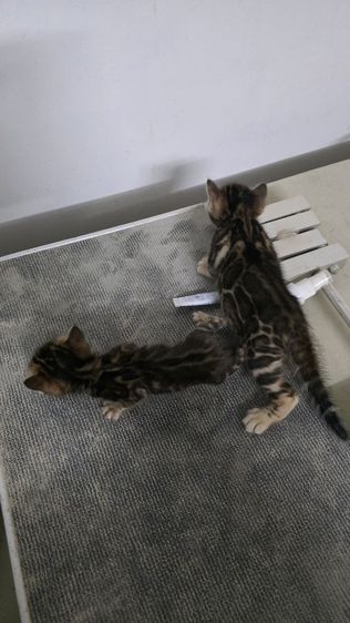 แมวเบงกอลแท้ รูปที่ 16