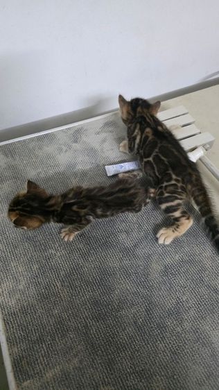 แมวเบงกอลแท้ รูปที่ 12