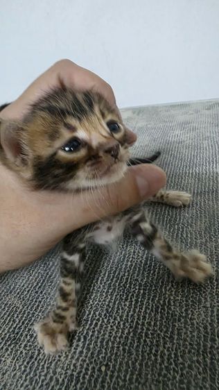 แมวเบงกอลแท้ รูปที่ 17