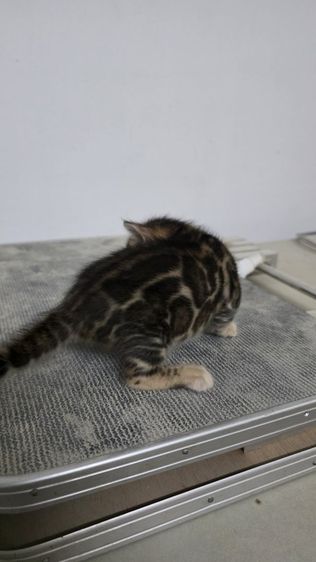 แมวเบงกอลแท้ รูปที่ 10