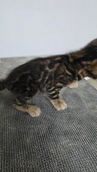 แมวเบงกอลแท้ รูปที่ 5