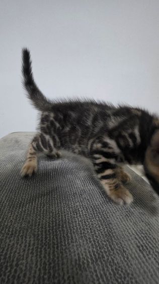 แมวเบงกอลแท้ รูปที่ 7