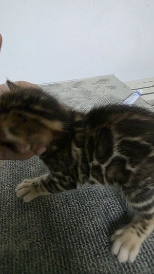 แมวเบงกอลแท้ รูปที่ 8