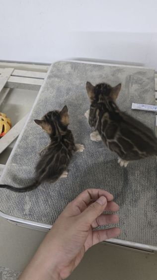 แมวเบงกอลแท้ รูปที่ 14