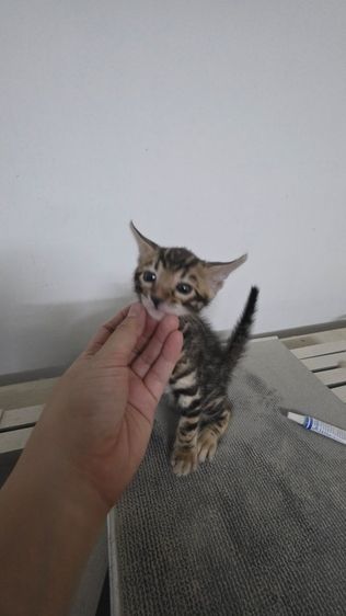 แมวเบงกอลแท้ รูปที่ 4