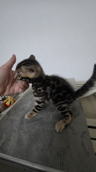 แมวเบงกอลแท้ รูปที่ 2