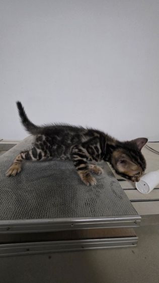 แมวเบงกอลแท้ รูปที่ 3