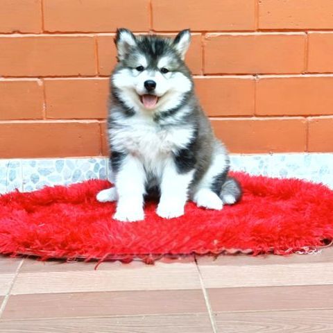 ไซบีเรียน ฮัสกี้ (Siberian Husky) เล็ก ลูกสุนัขไซบีเรียนฮัสกี้ วูลลี่โค้ท