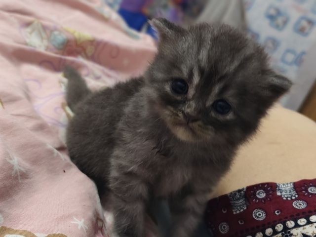 เปอร์เซียผสมสีก็อตติช รูปที่ 10