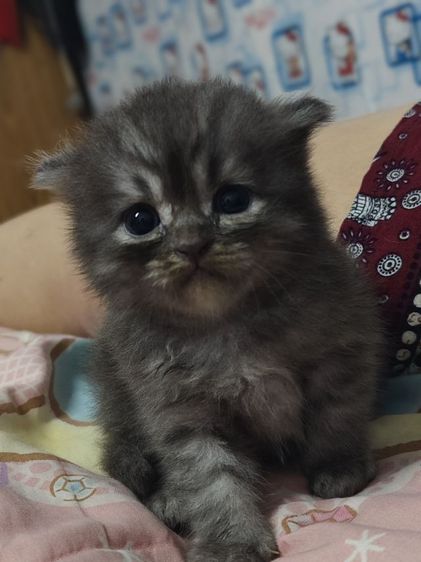 เปอร์เซียผสมสีก็อตติช รูปที่ 9