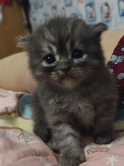 เปอร์เซียผสมสีก็อตติช รูปที่ 6