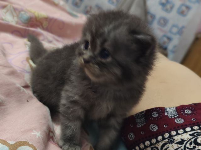 เปอร์เซียผสมสีก็อตติช รูปที่ 8