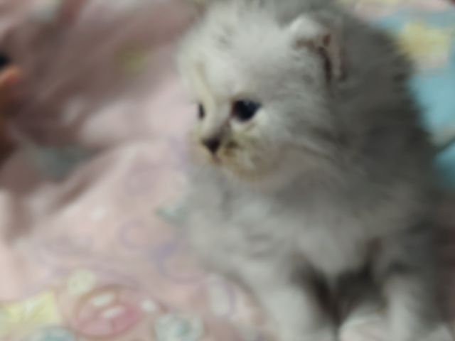 เปอร์เซียผสมสีก็อตติช รูปที่ 5