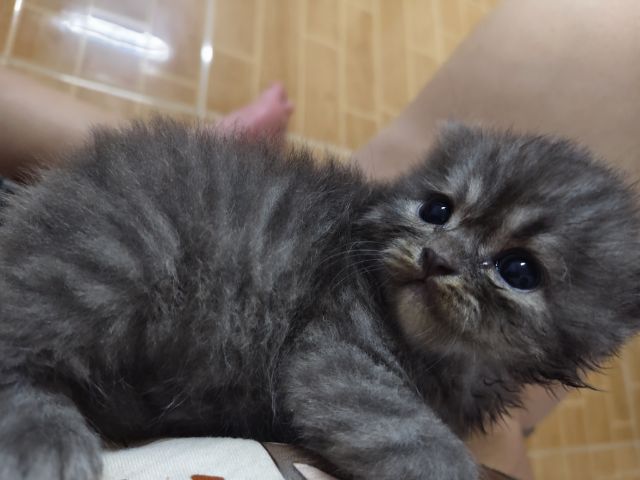 เปอร์เซียผสมสีก็อตติช รูปที่ 4