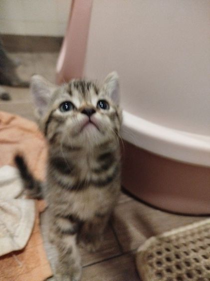 แมว scottish fold รูปที่ 10