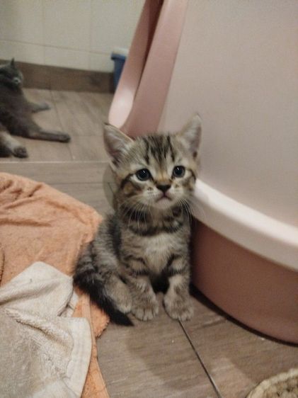 แมว scottish fold รูปที่ 12