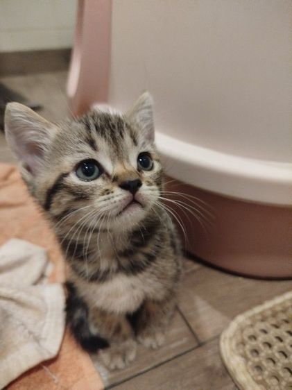 แมว scottish fold รูปที่ 8
