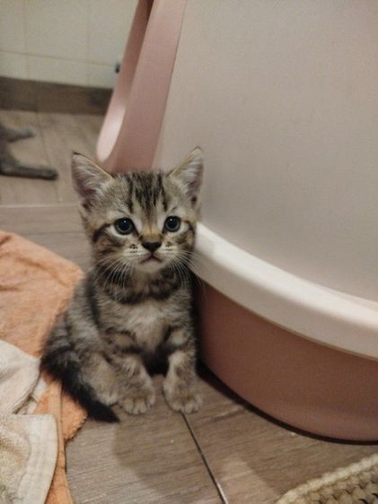 แมว scottish fold รูปที่ 11