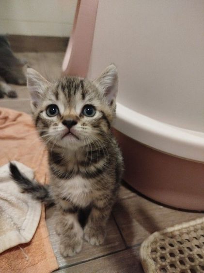 แมว scottish fold รูปที่ 9