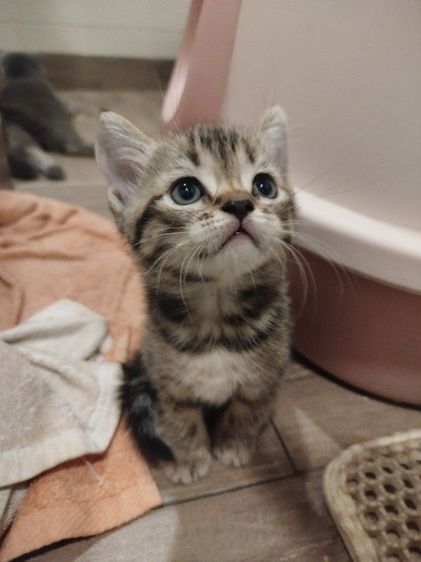 สก็อตติช โฟลด์ (Scottish Fold) แมว scottish fold