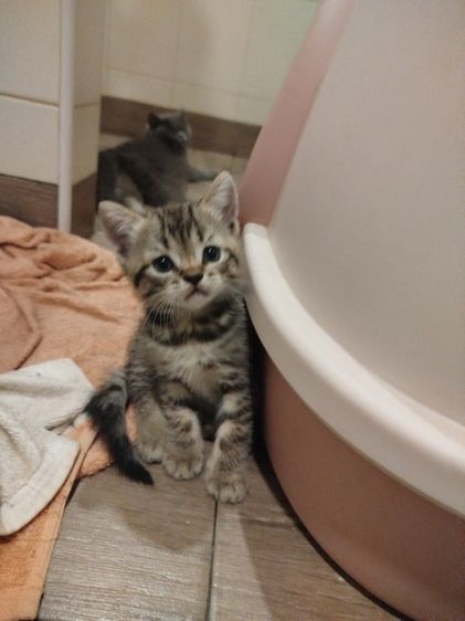 แมว scottish fold รูปที่ 13