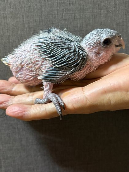 เเก้ว ลูกป้อนแบล็คเฮดไคท์