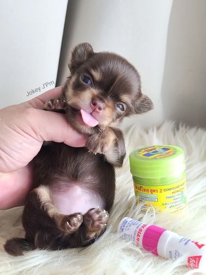 ชิวาวา (Chihuahua) เล็ก เปิดจอง ชิวาวาแท้ ขนยาว