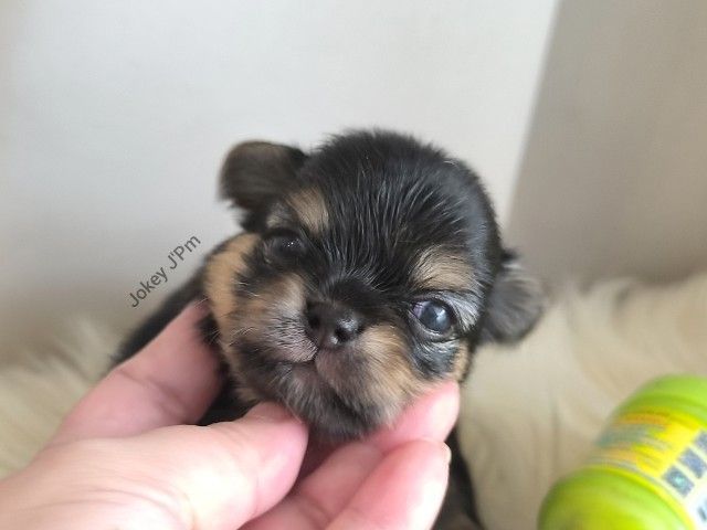 ชิวาวา (Chihuahua) เล็ก ❌ ติดจอง ❌ ชิวาวาแท้