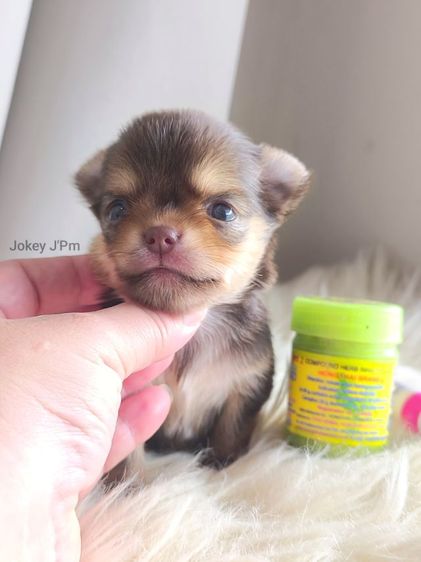 ชิวาวา (Chihuahua) เล็ก เปิดจอง สาวน้อยชิวาวา