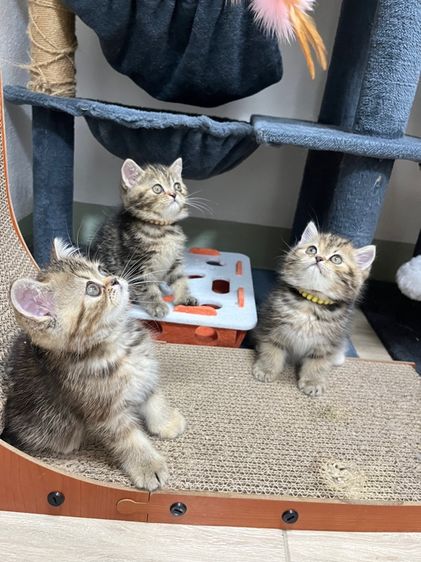 เอ็กโซติก ชอร์ตแฮร์ (Exotic Shorthair) แมว EXO ติกสีส้ม