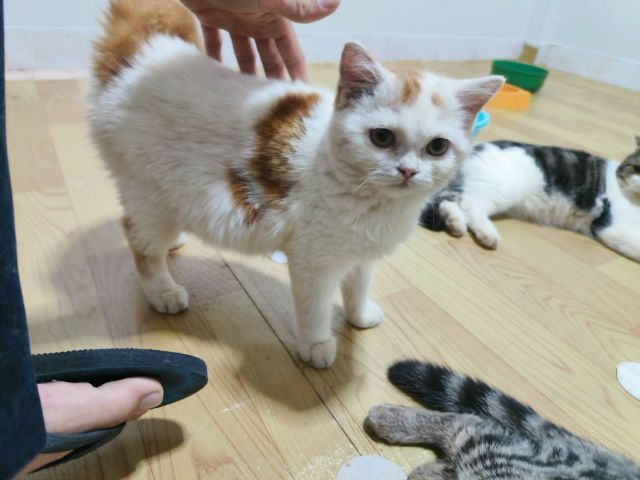 แมวสก๊อตติช รูปที่ 5