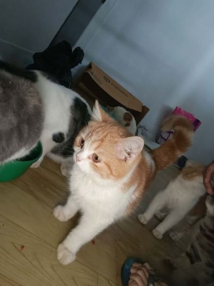 แมวสก๊อตติช รูปที่ 2