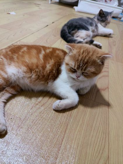 แมวสก๊อตติช รูปที่ 4