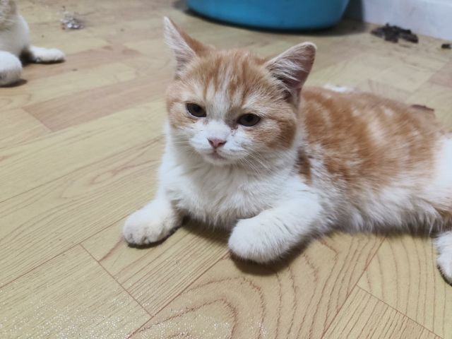 แมวสก๊อตติช รูปที่ 3