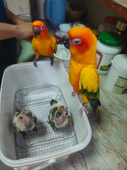 ลูกนกซันคอนัวร์ รูปที่ 4