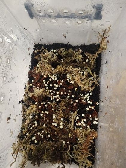 ไข่หอยทากเจดาสซี่ 5ฟอง (120฿) 10ฟอง (200฿) 20ฟอง (300฿) 50ฟอง (400) รวมส่ง