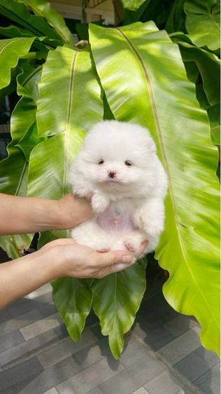 ปอมเมอเรเนียน รูปที่ 2